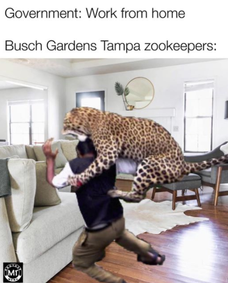 photo caption - Government Work from home Busch Gardens Tampa zookeepers Mtu