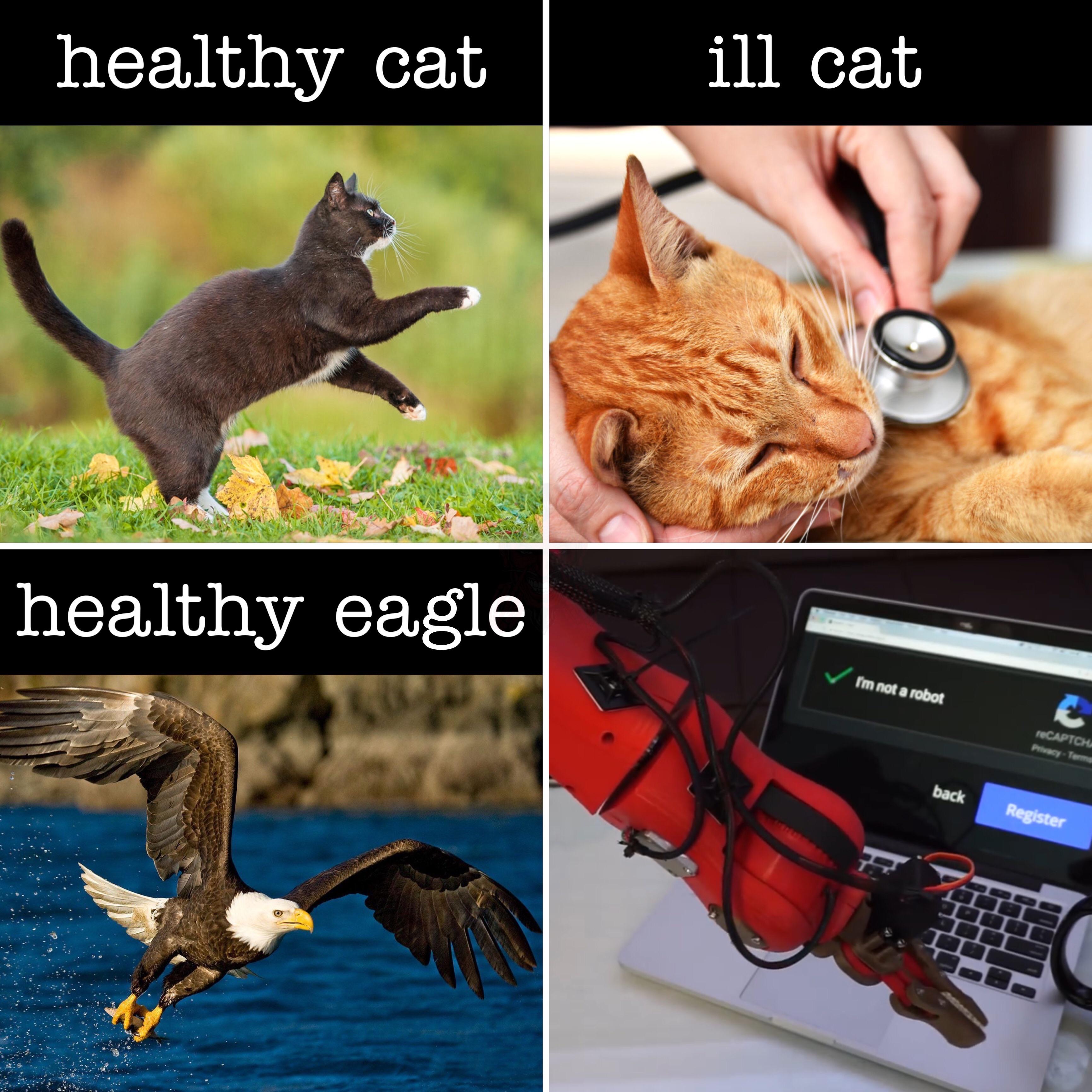 dank memes - fauna - healthy cat ill cat healthy eagle obo huck