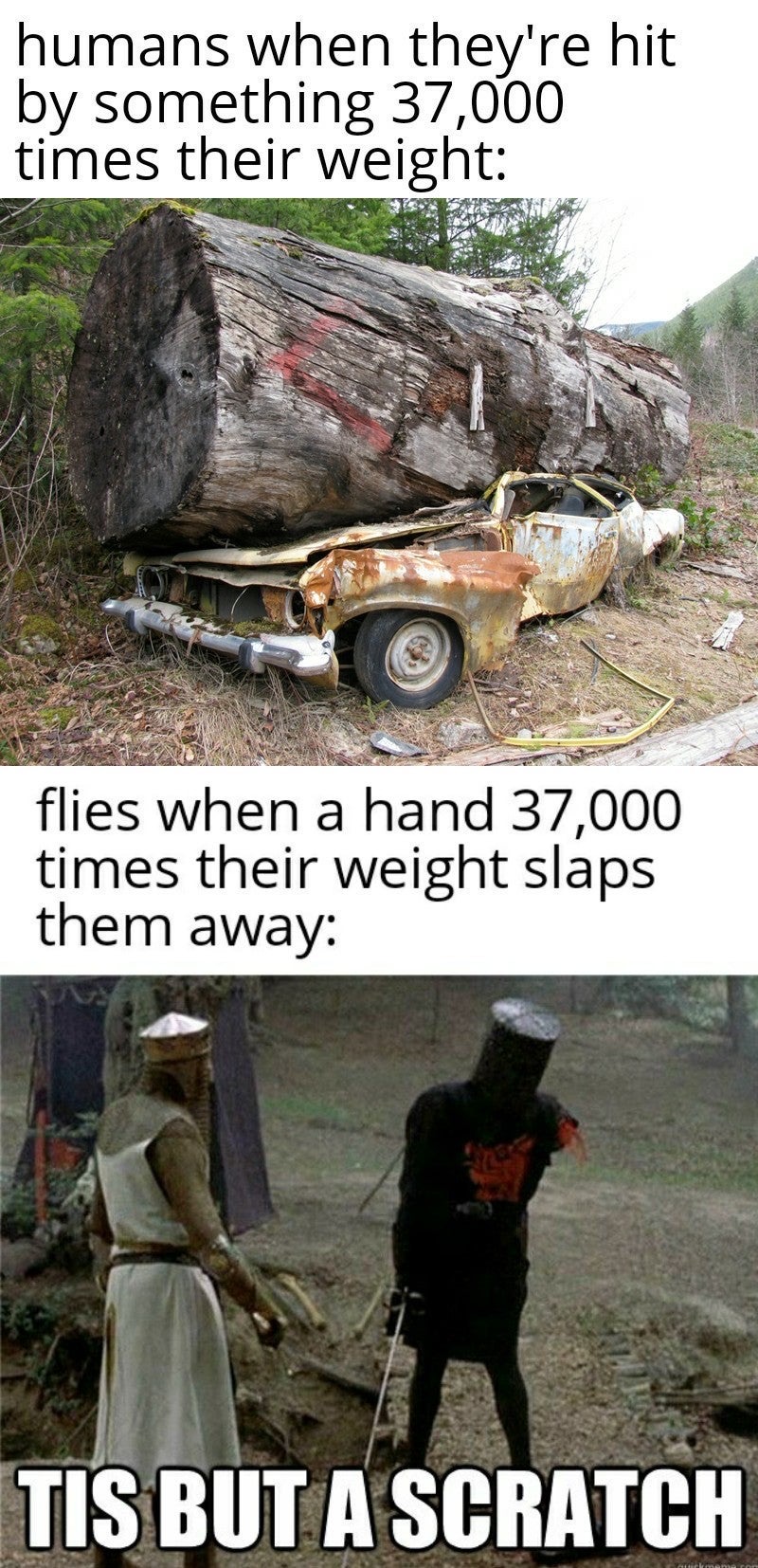 dank memes - just a scratch meme - humans when they're hit by something 37,000 times their weight flies when a hand 37,000 times their weight slaps them away Tis But A Scratch