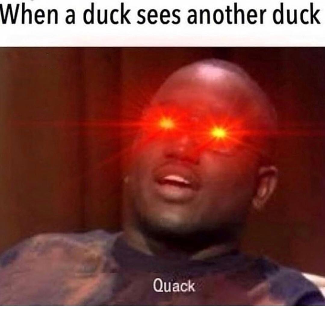 dank memes - When a duck sees another duck Quack