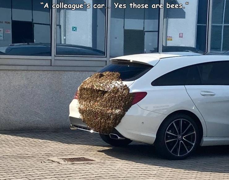 family car - "A colleague's car. Yes those are bees.