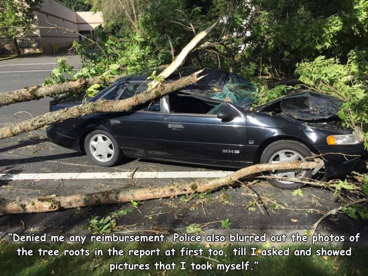 family car - "Denied me any reimbursement. Police also blurred out the photos of the tree roots in the report at first too, till I asked and showed pictures that I took myself."