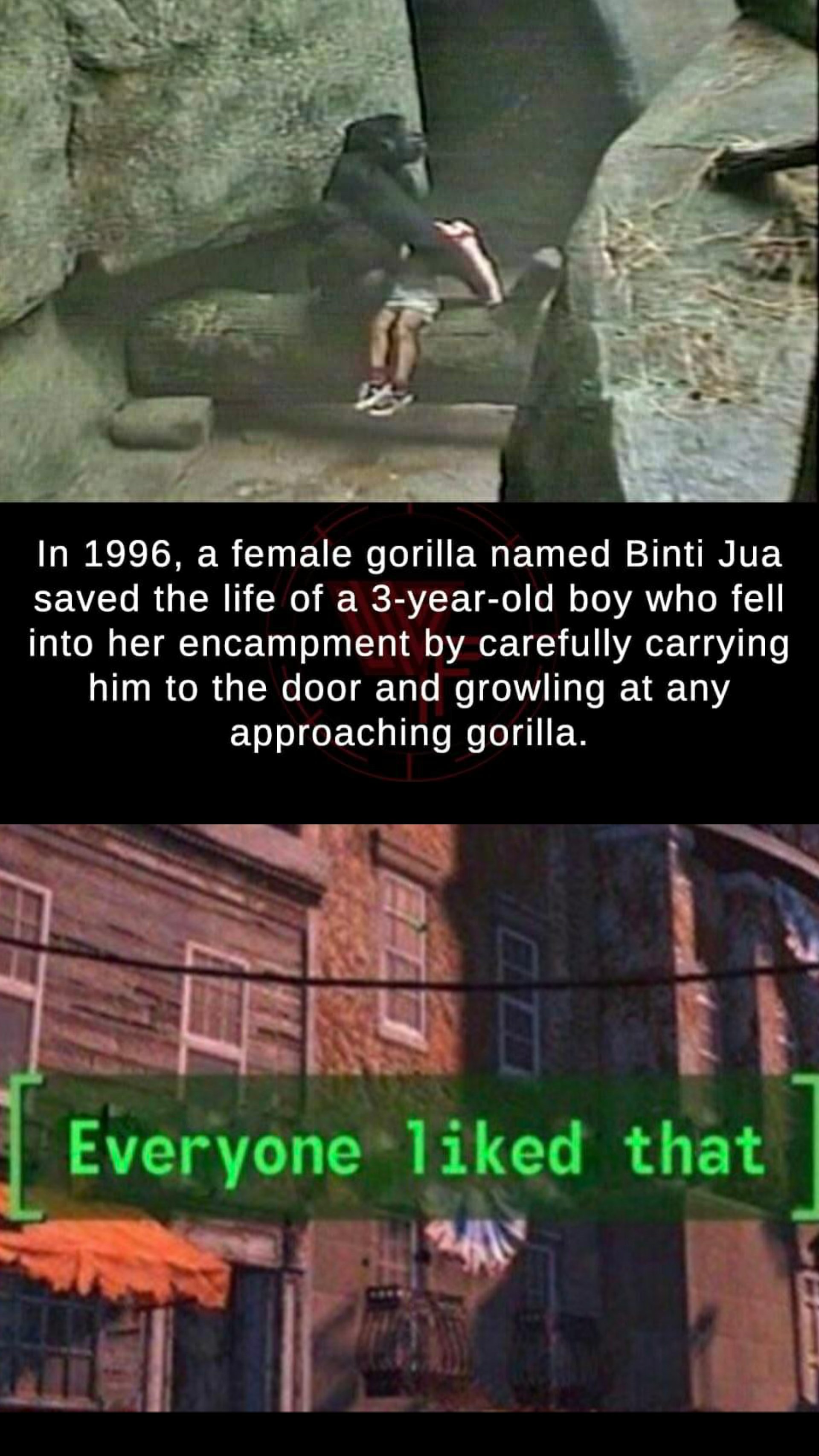 wholesome 100 keanu chungus - In 1996, a female gorilla named Binti Jua saved the life of a 3yearold boy who fell into her encampment by carefully carrying him to the door and growling at any approaching gorilla. Everyone d that