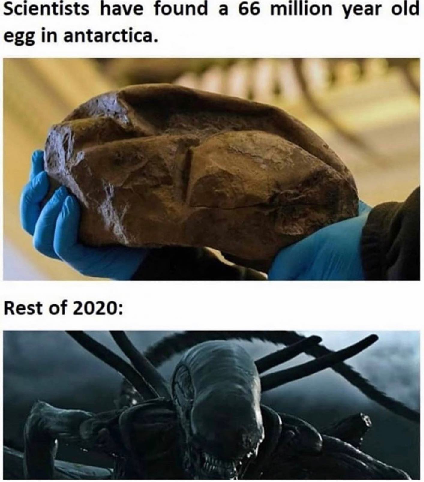 world's second largest egg - Scientists have found a 66 million year old egg in antarctica. Rest of 2020
