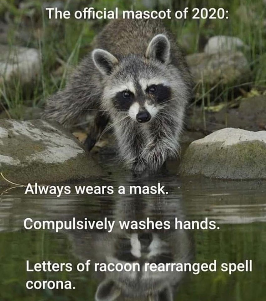 raccoon meme - The official mascot of 2020 Always wears a mask. Compulsively washes hands. Letters of racoon rearranged spell corona.