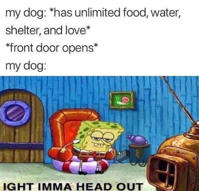 ight ima head out - ight imma head out meme dog - my dog has unlimited food, water, shelter, and love front door opens my dog Ight Imma Head Out