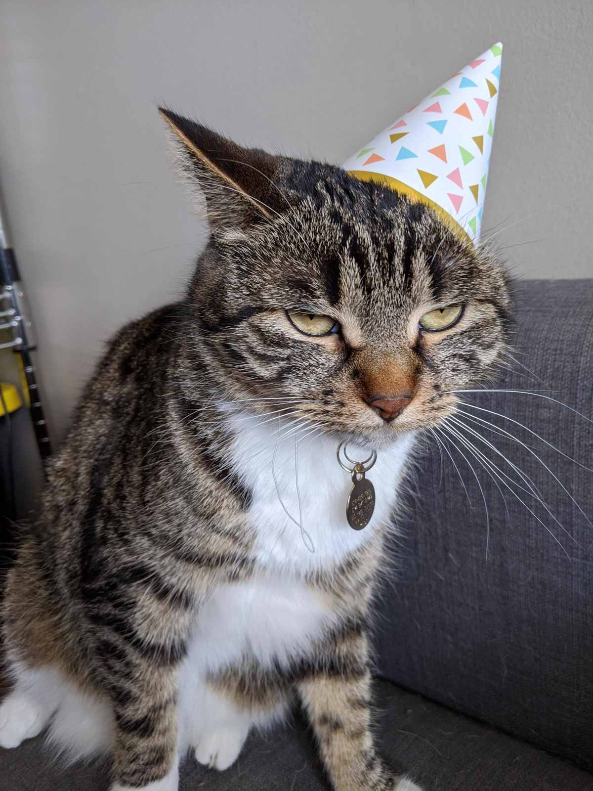 Funny picture of a cat wearing a birthday hat and looking annoyed by it