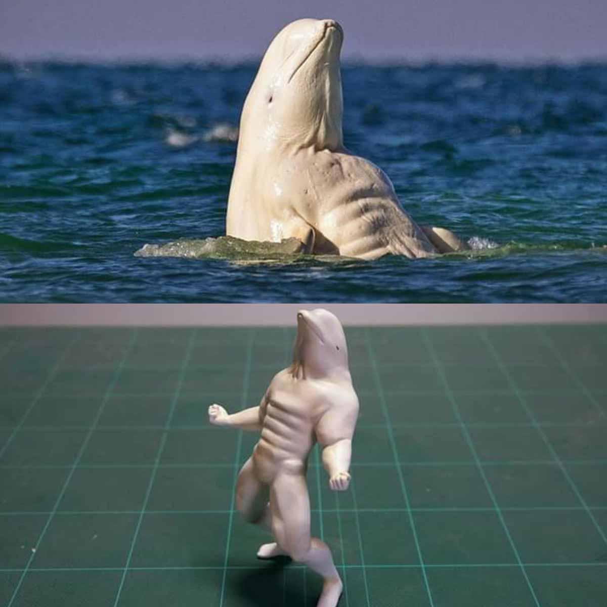 Funny picture of a white beluga whale surfacing and looking like it has abs and then an animated version of it with legs