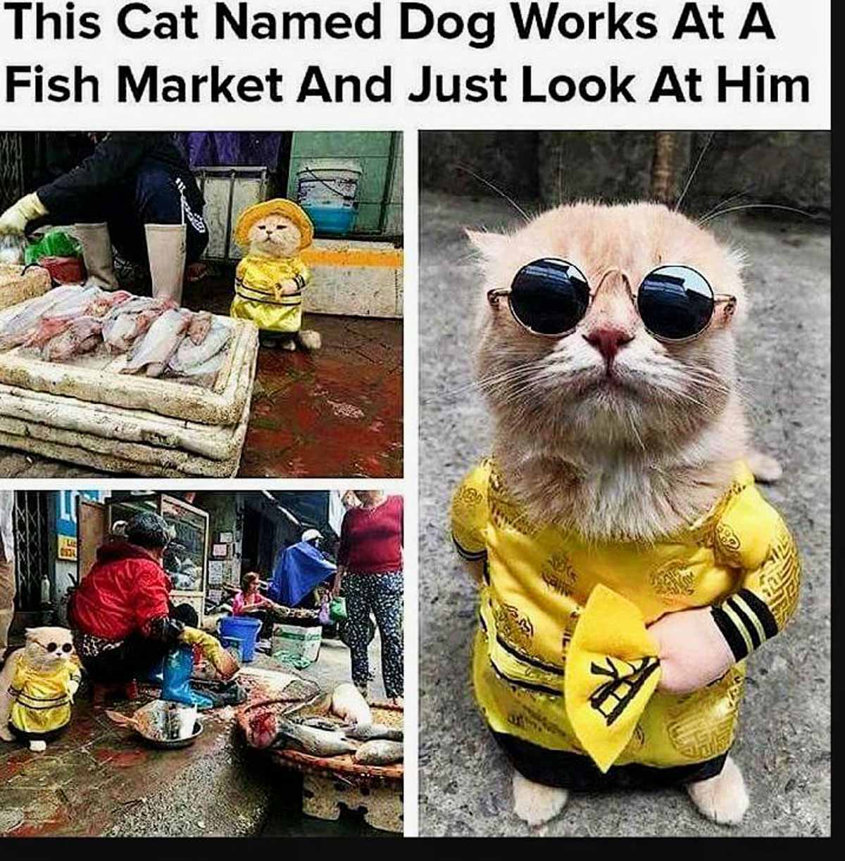Funny photos of a cat wearing different outfits and wearing round sunglasses with the text 'this cat named dog works at a fish market and just look at him'
