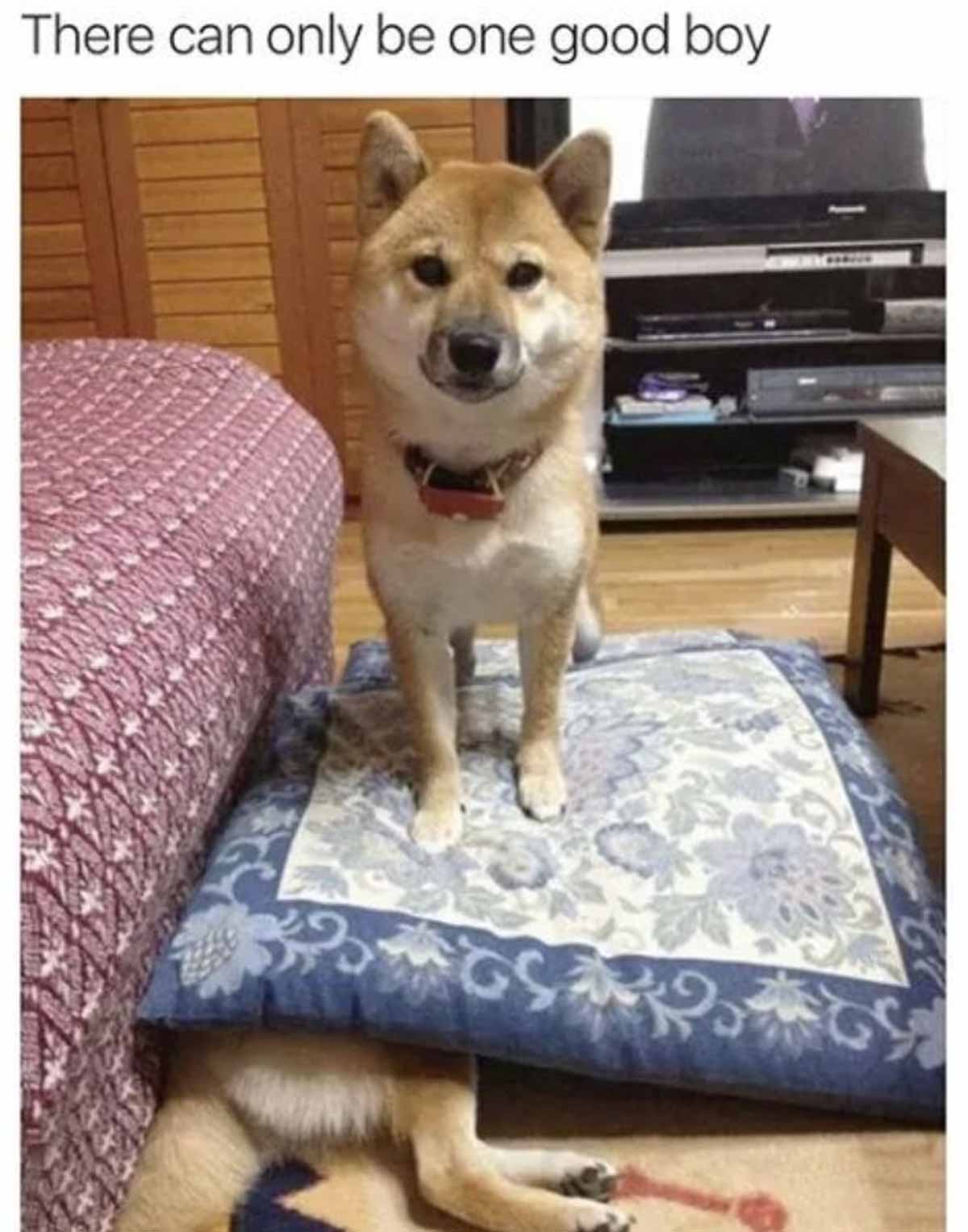 Funny photo of a shiba inu dog standing on a dog bed with another dog under it and the caption says 'there can only be one good boy'