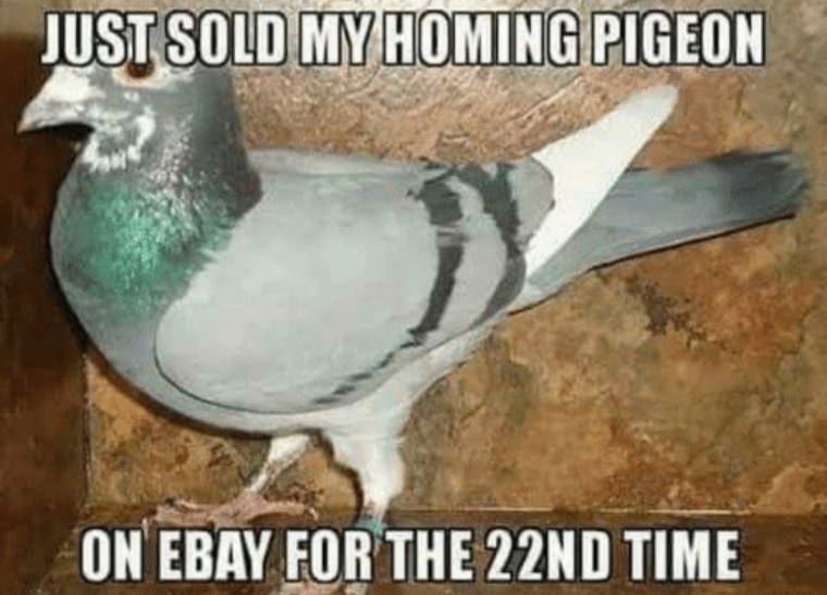 homing pigeon meme - Just Sold My Homing Pigeon On Ebay For The 22ND Time