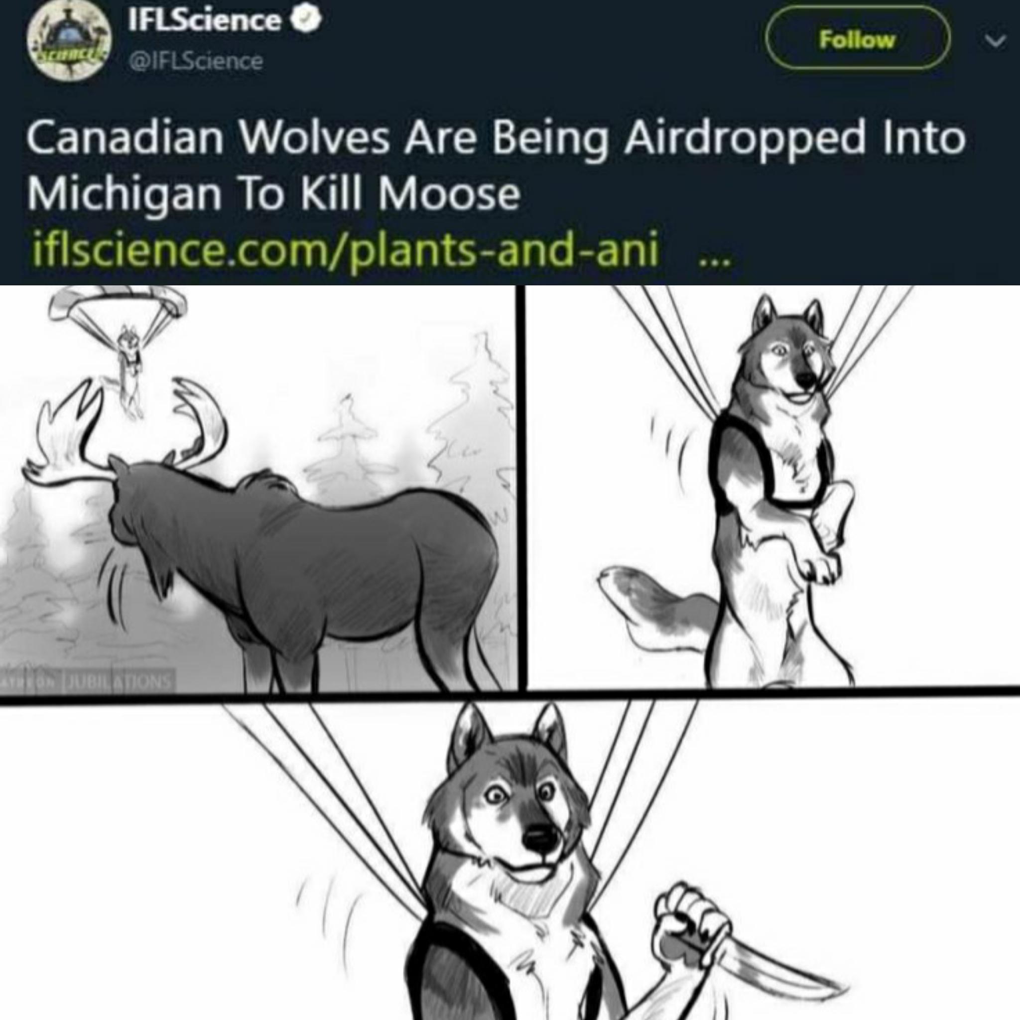 wolves airdropped to kill moose - IFLScience brand Canadian Wolves Are Being Airdropped Into Michigan To Kill Moose iflscience.complantsandani w N Dublations