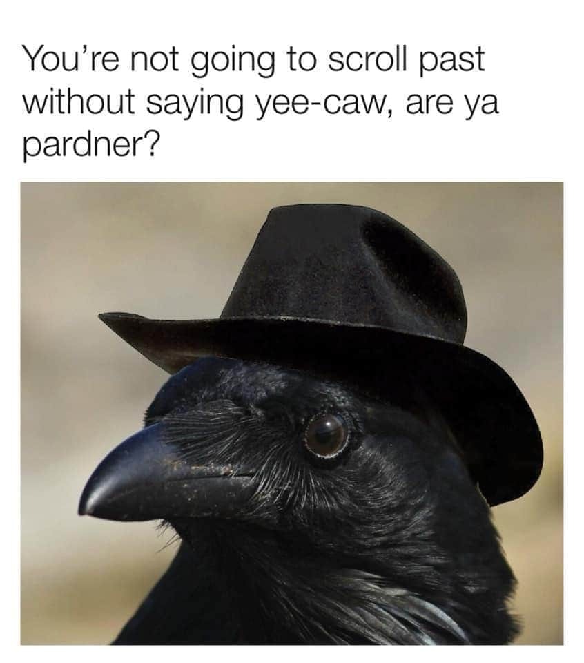 random pics and funny memes - yee caw - You're not going to scroll past without saying yeecaw, are ya pardner?