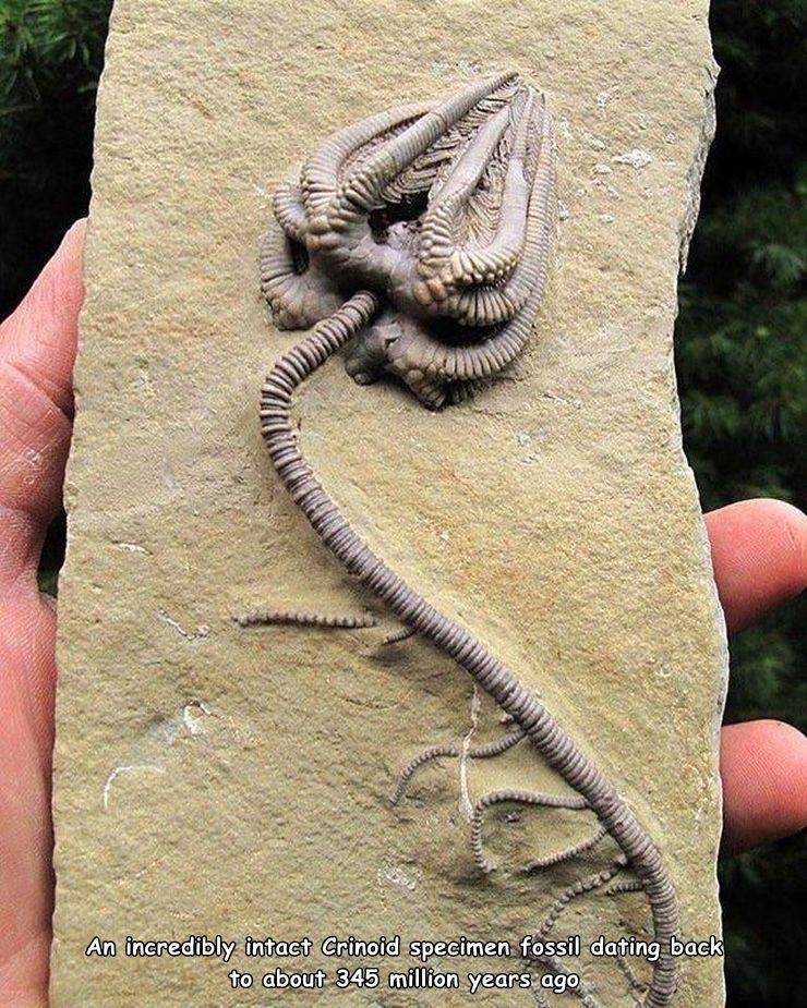 crinoid fossil - An incredibly intact Crinoid specimen fossil dating back to about 345 million years ago