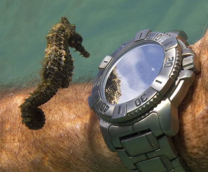 seahorse watch - De