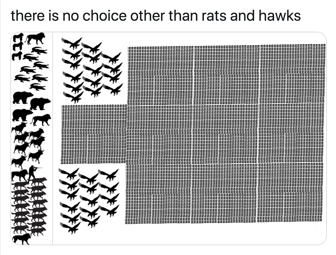 pattern - there is no choice other than rats and hawks