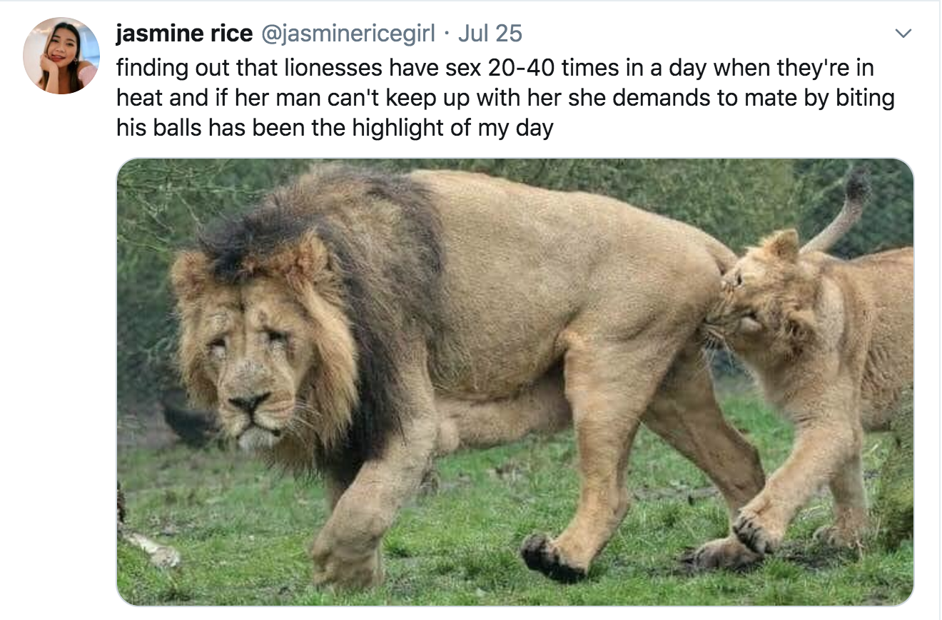 painful cursed - jasmine rice . Jul 25 finding out that lionesses have sex 2040 times in a day when they're in heat and if her man can't keep up with her she demands to mate by biting his balls has been the highlight of my day