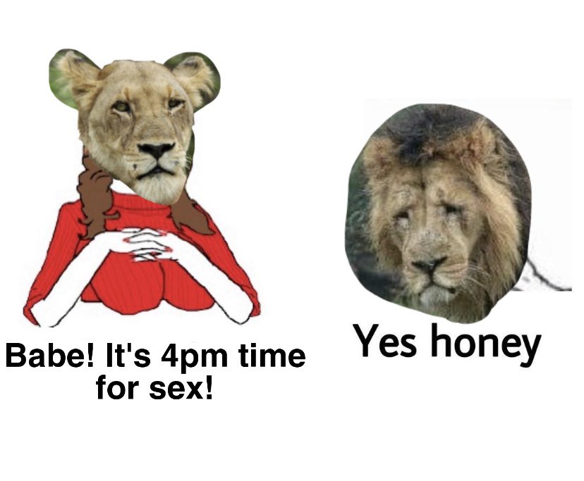 yes honey meme - Yes honey Babe! It's 4pm time for sex!