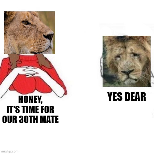 ok honey meme template - Yes Dear Honey, It'S Time For Our 30TH Mate imgflip.com