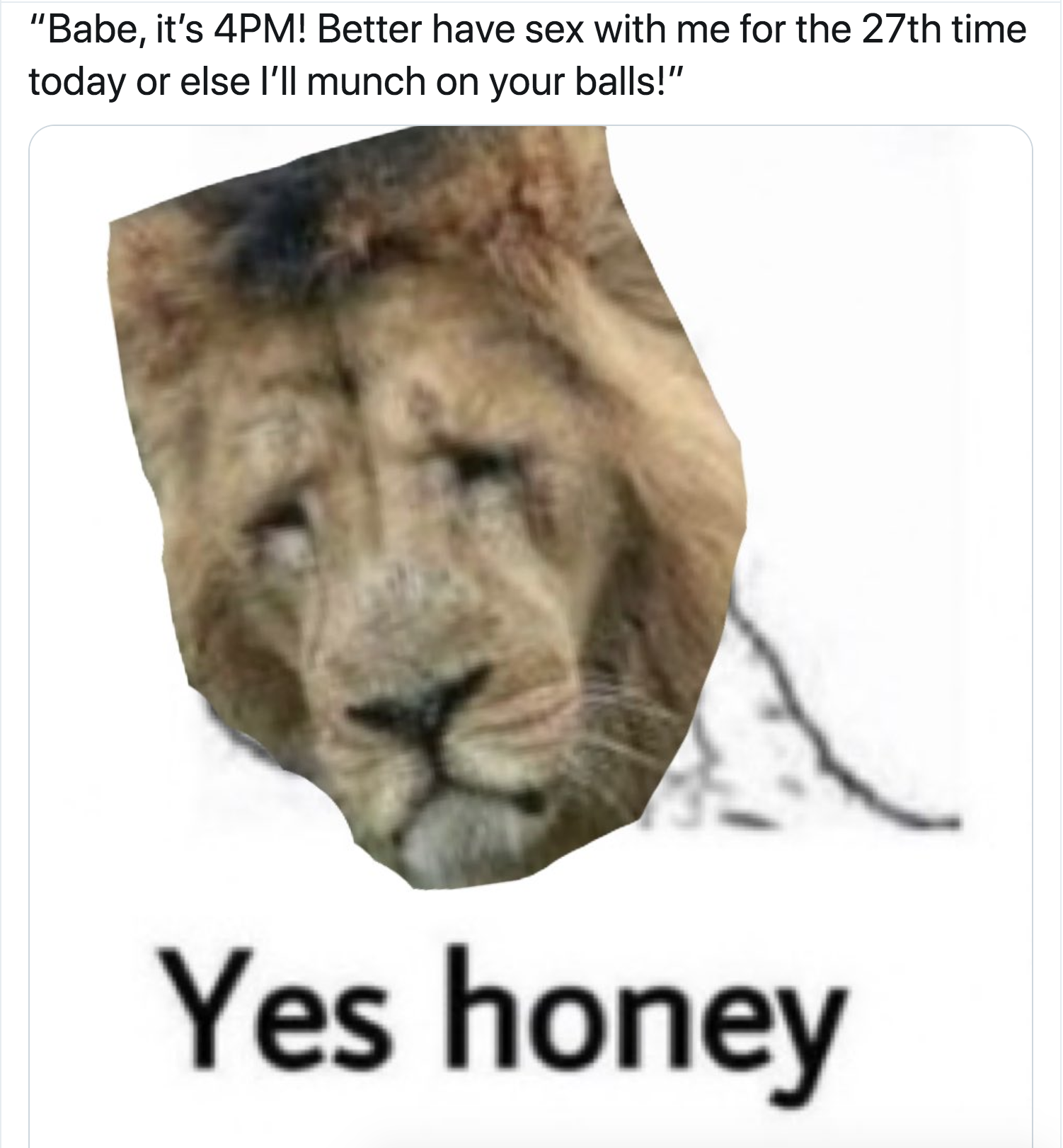 Sexually Exhausted Lion Becomes the Joke of Twitter