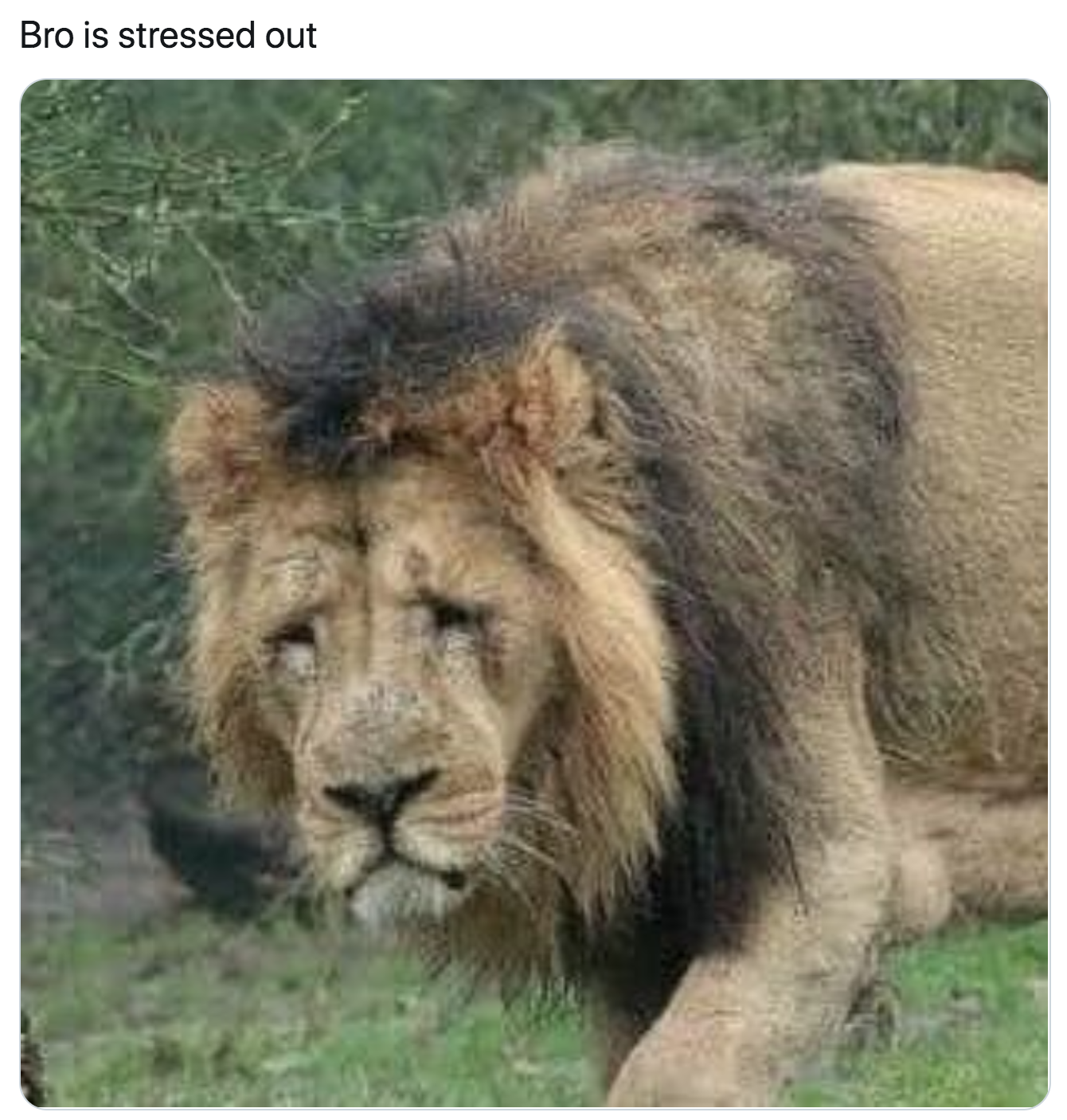 Sexually Exhausted Lion Becomes the Joke of Twitter