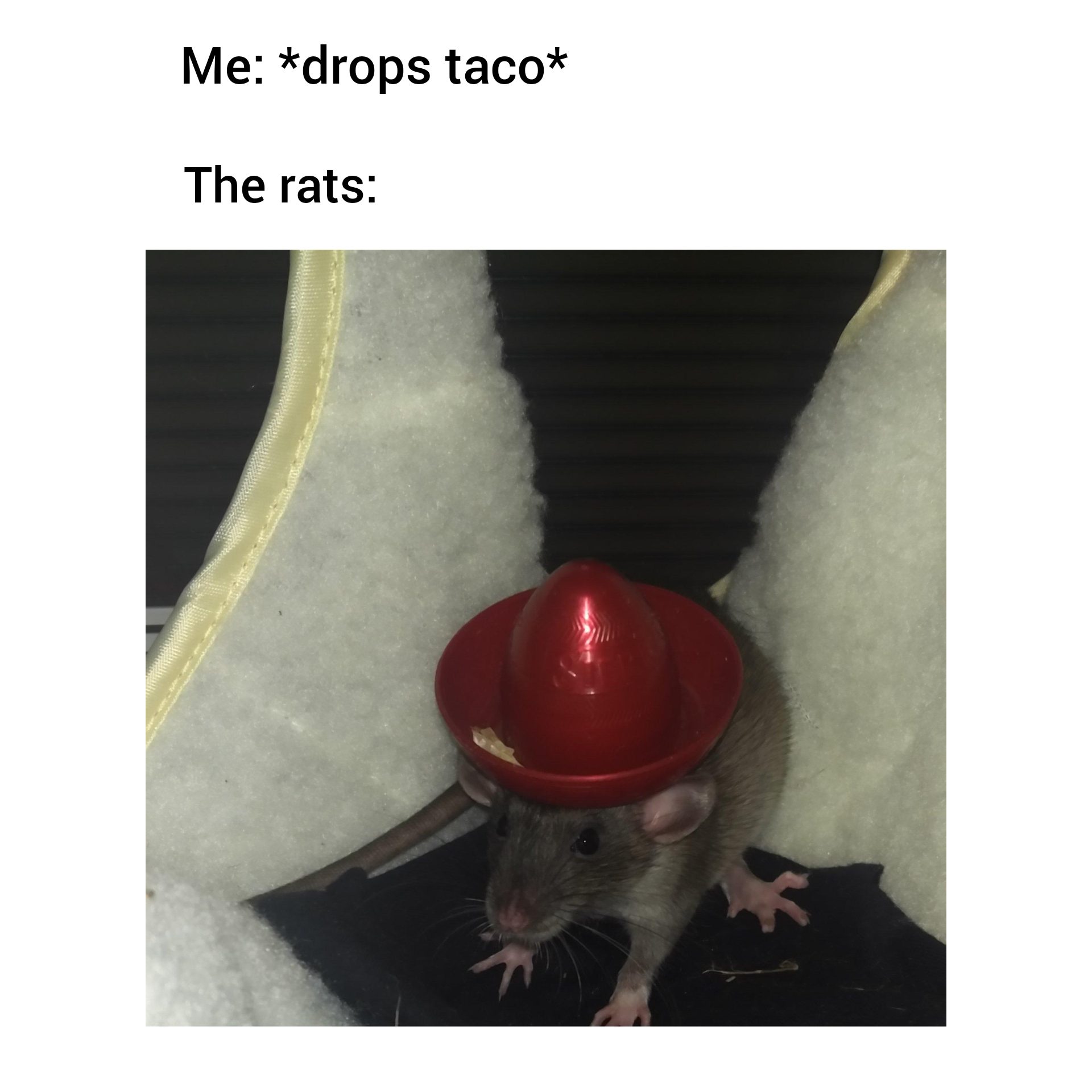 cursed memes - fauna - Me drops taco The rats