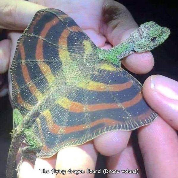 funny pics -  The flying dragon lizard Draco volans