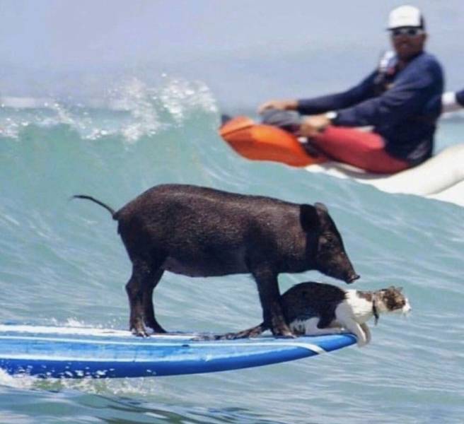 funny pics - surfing pig and a cat on a surfboard