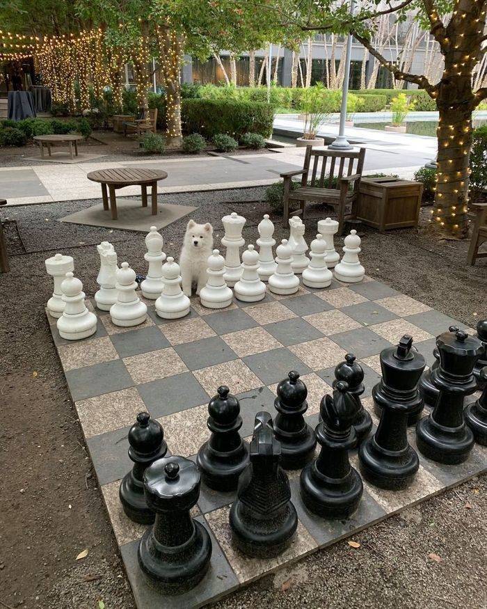 funny pics - chess - "