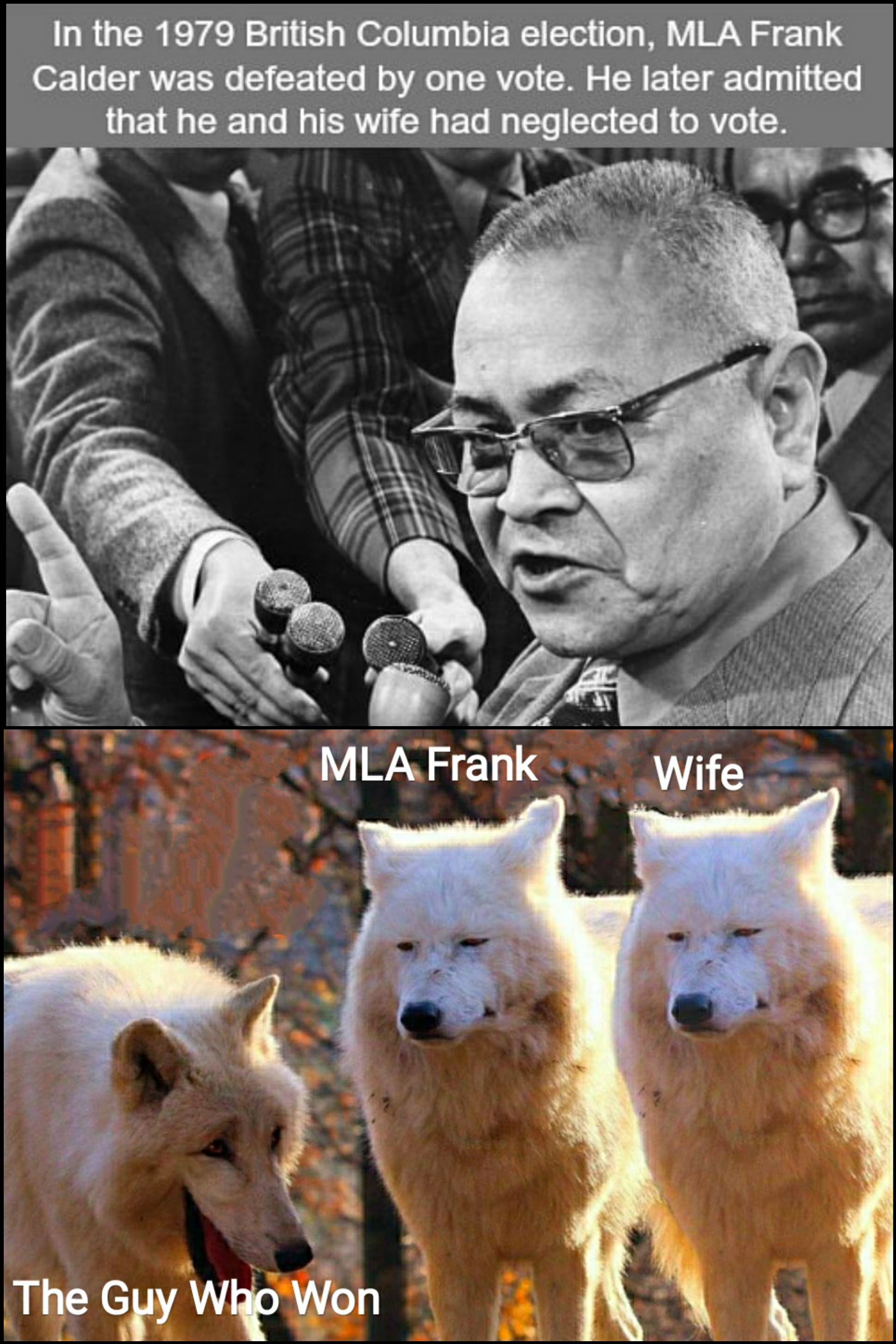 reddit dank memes 2020 - laughing wolf meme - In the 1979 British Columbia election, Mla Frank Calder was defeated by one vote. He later admitted that he and his wife had neglected to vote. Mla Frank Wife The Guy Who Won