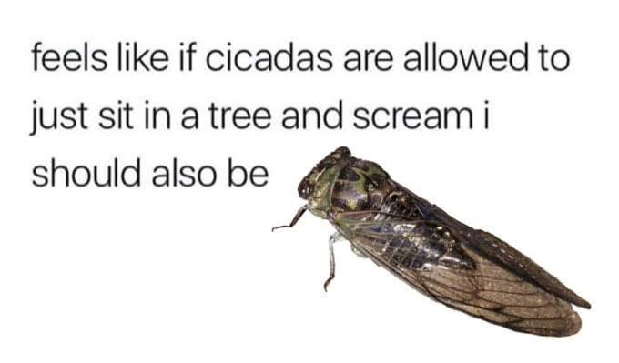 feels like if cicadas are allowed to just sit in a tree and scream i should also be