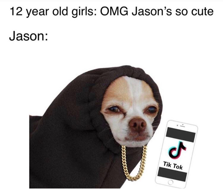 funny memes - chihuahua with hat - 12 year old girls Omg Jason's so cute Jason I Tik Tok
