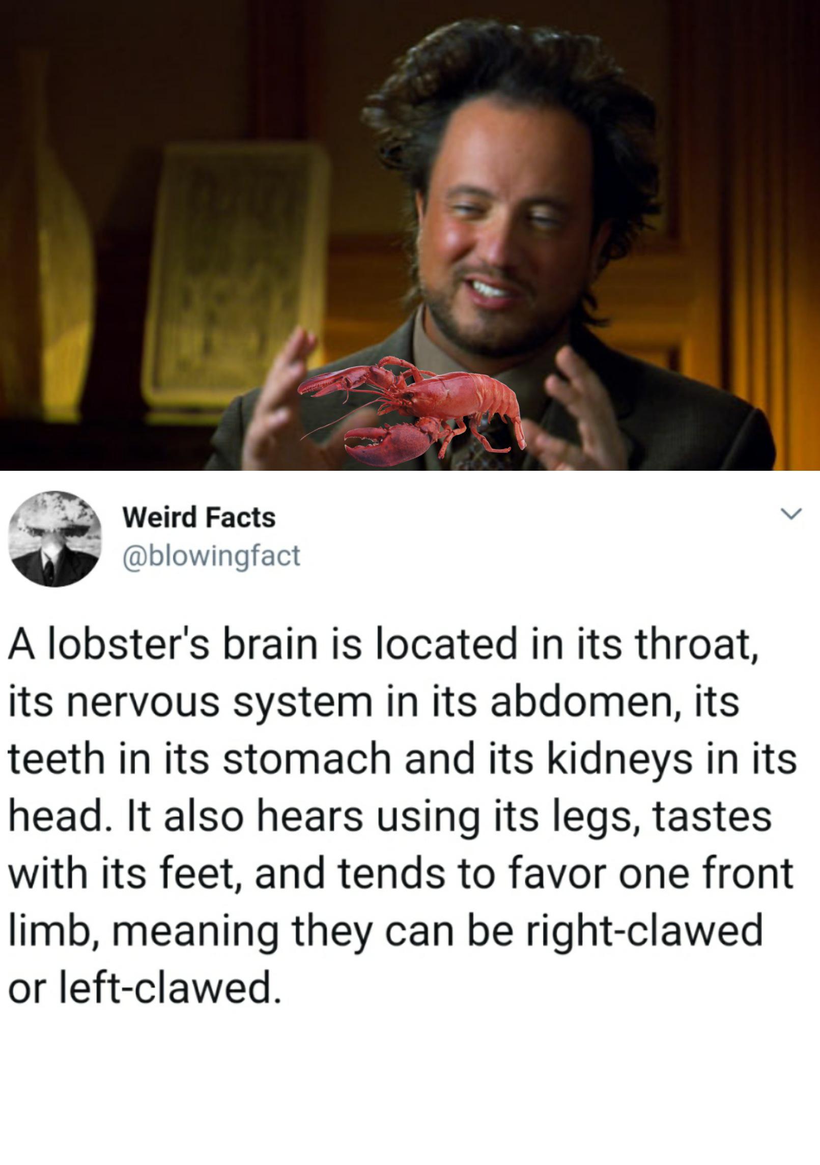 dank memes - photo caption - L Weird Facts A lobster's brain is located in its throat, its nervous system in its abdomen, its teeth in its stomach and its kidneys in its head. It also hears using its legs, tastes with its feet, and tends to favor one fron