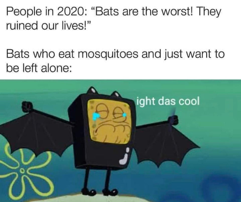 People in 2020 Bats are the worst! They ruined our lives! bats who eat mosquitoes and just want to be left alone. ight das cool spongebob