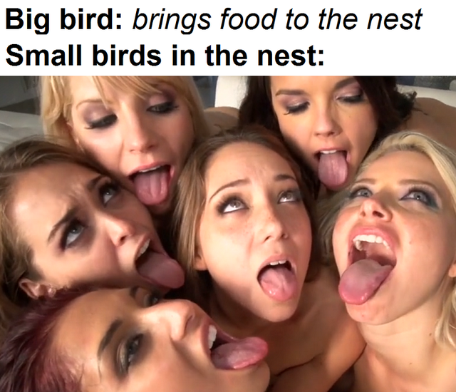 dirty memes - friendship - Big bird brings food to the nest Small birds in the nest