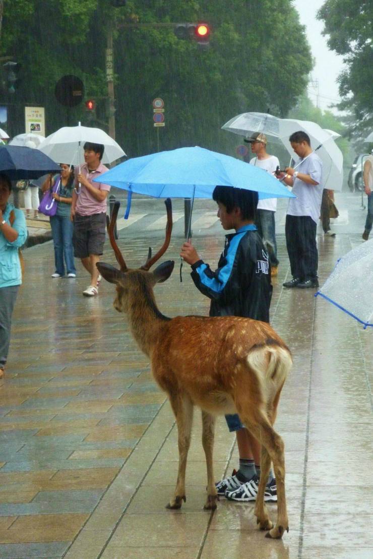 funny pics - deer with umbrella