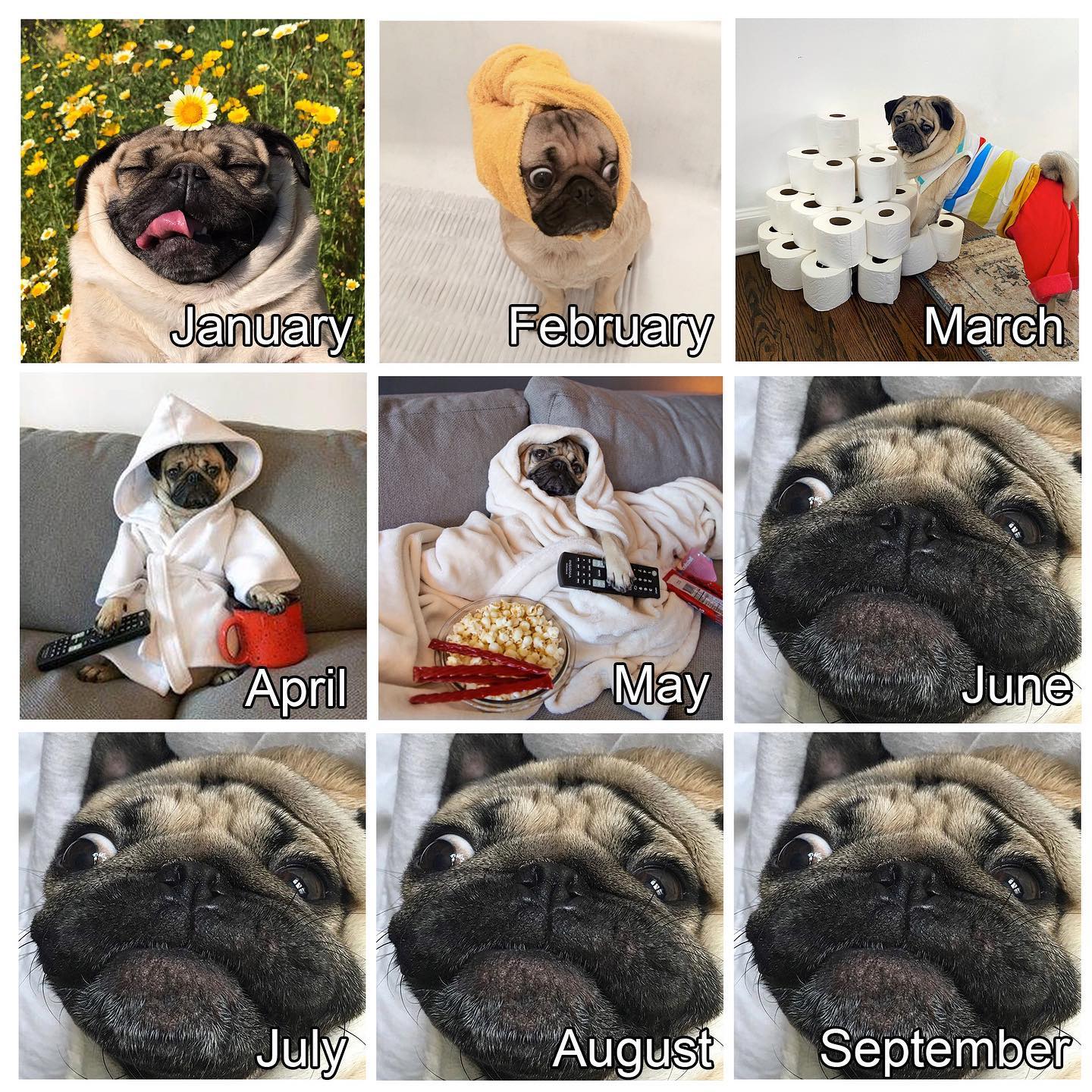 2020 challenge - reese witherspoon -pug - January February March April May June July August September