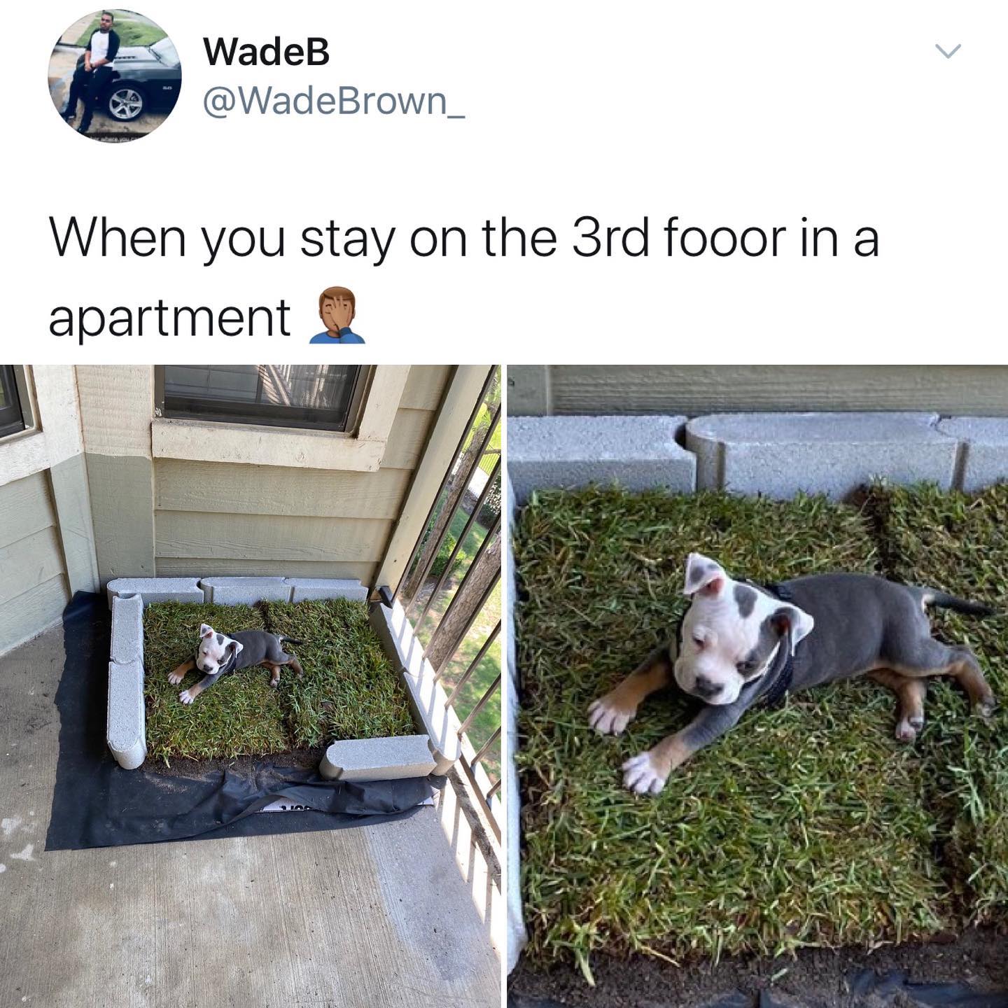 dank memes - twitter - dog - v WadeB When  you stay on the 3rd fooor in a apartment