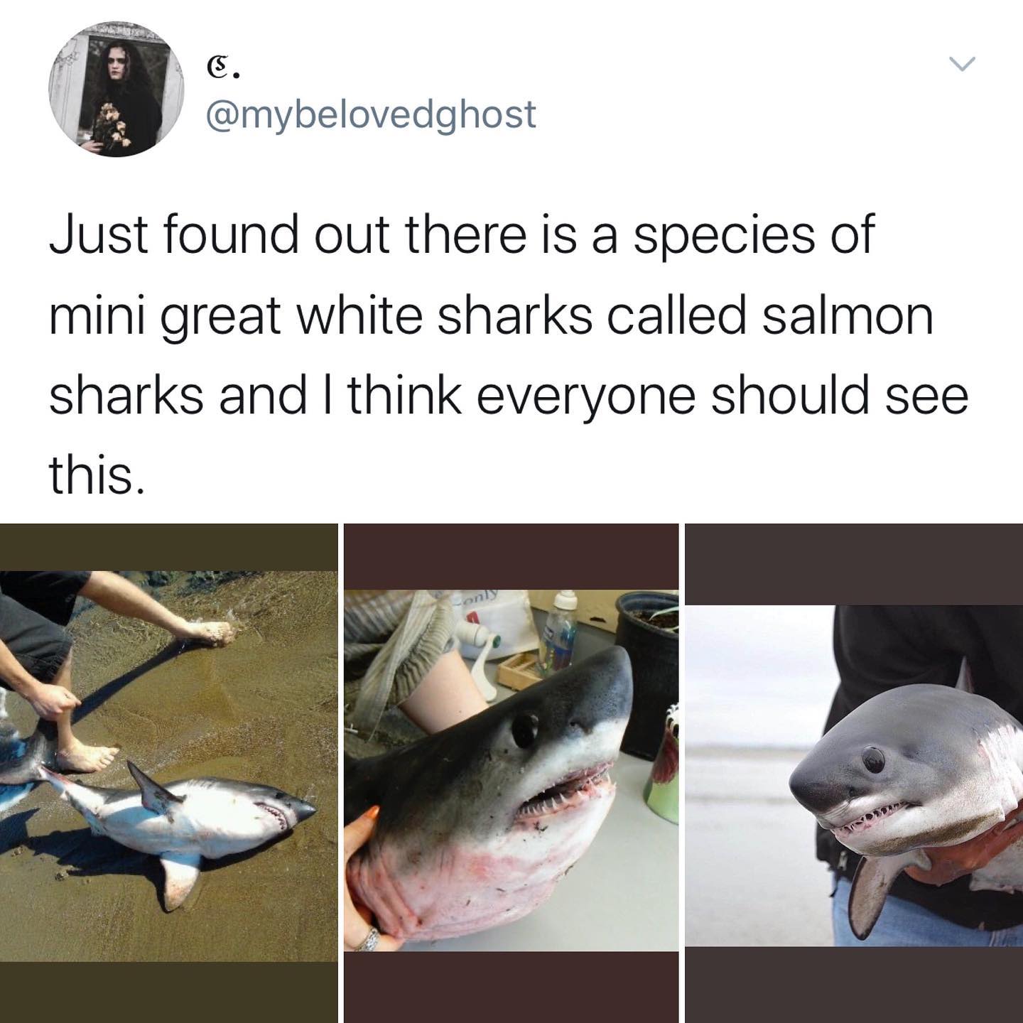 dank memes - twitter - fauna - C. Just found out there is a species of mini great white sharks called salmon sharks and I think everyone should see this.