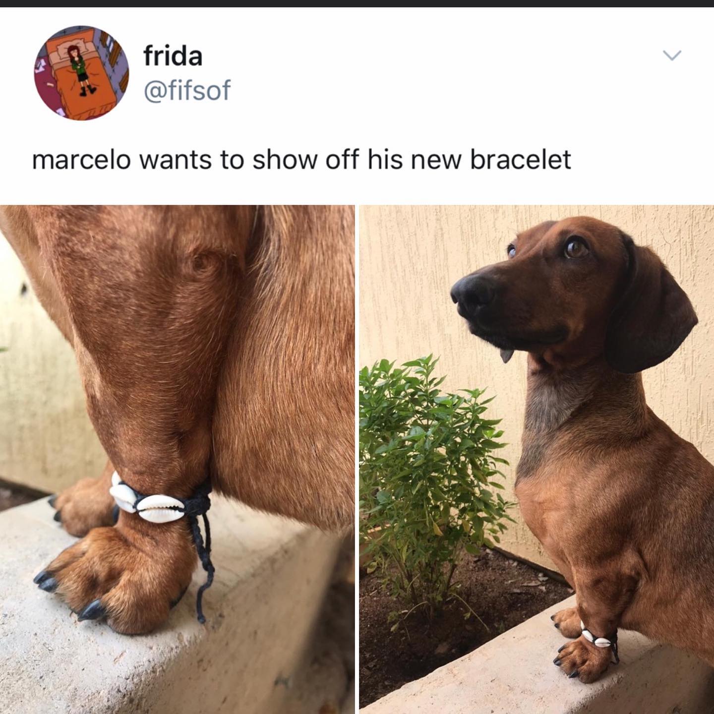 dank memes - twitter - dachshund wearing bracelet - frida marcelo wants to show off his new bracelet