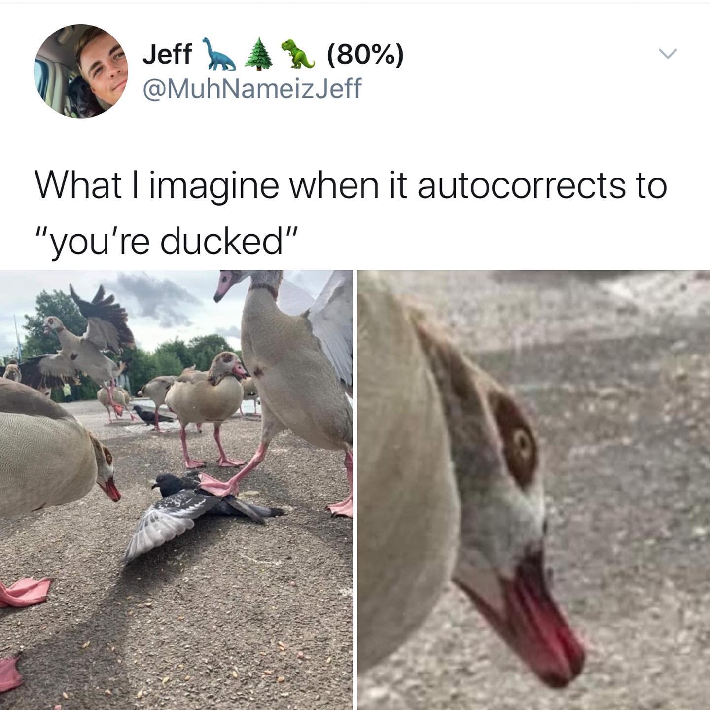 dank memes - twitter - you are ducked - Jeff 80% Jeff What I imagine when it autocorrects to