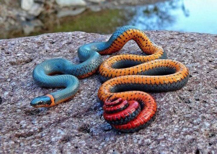 cool pics - ring neck snake - ht S