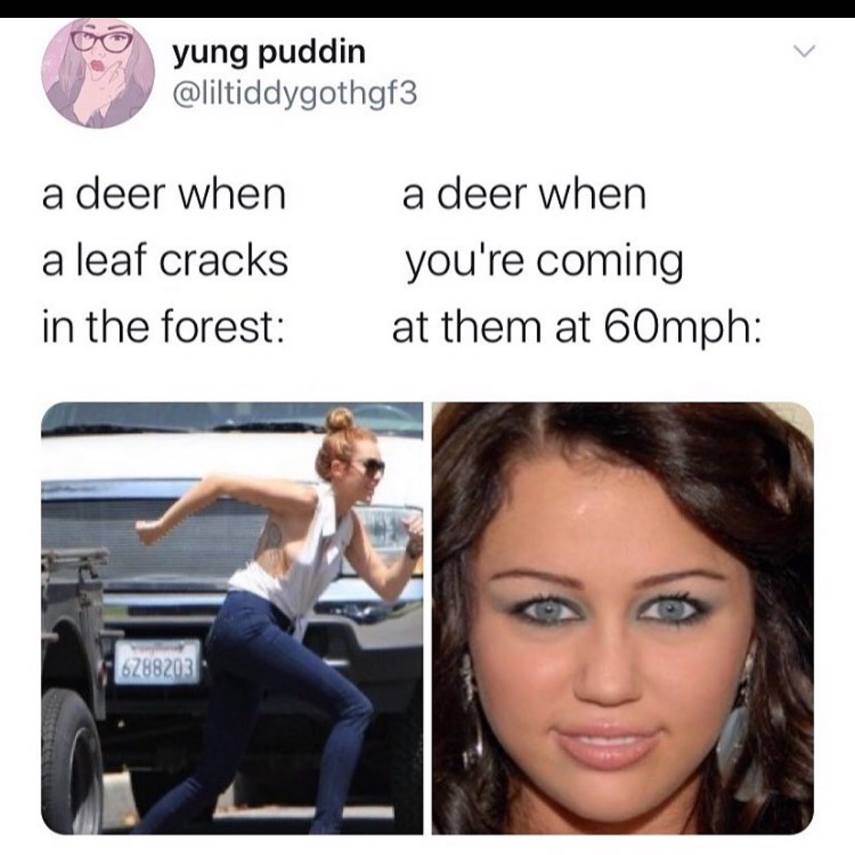 dank memes - miley cyrus - yung puddin a deer when a leaf cracks in the forest a deer when you're coming at them at 60mph | 6288203