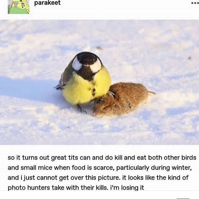 dank memes - venom bird - parakeet so it turns out great tits can and do kill and eat both other birds and small mice when food is scarce, particularly during winter, and i just cannot get over this picture. it looks the kind of photo hunters take with th