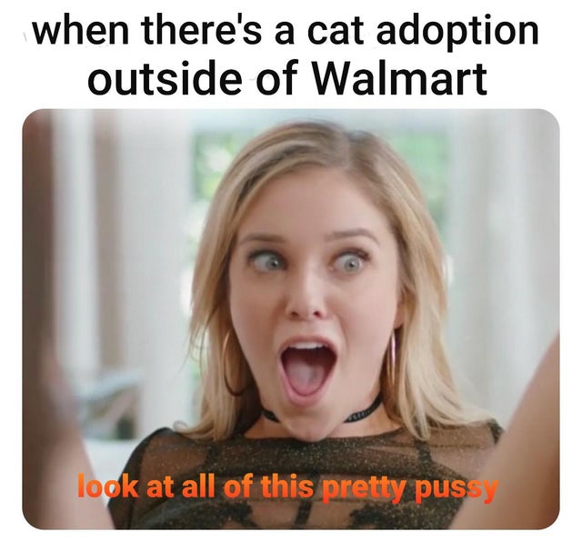 dirty-memes porn meme vacuum - when there's a cat adoption outside of Walmart look at all of this pretty pussy