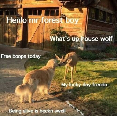 doggo meme - forest boy - house wolf - bork