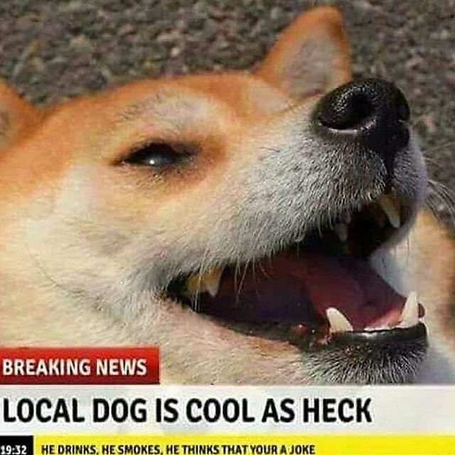 local dog is cool as heck - doge - dog memes - doggo