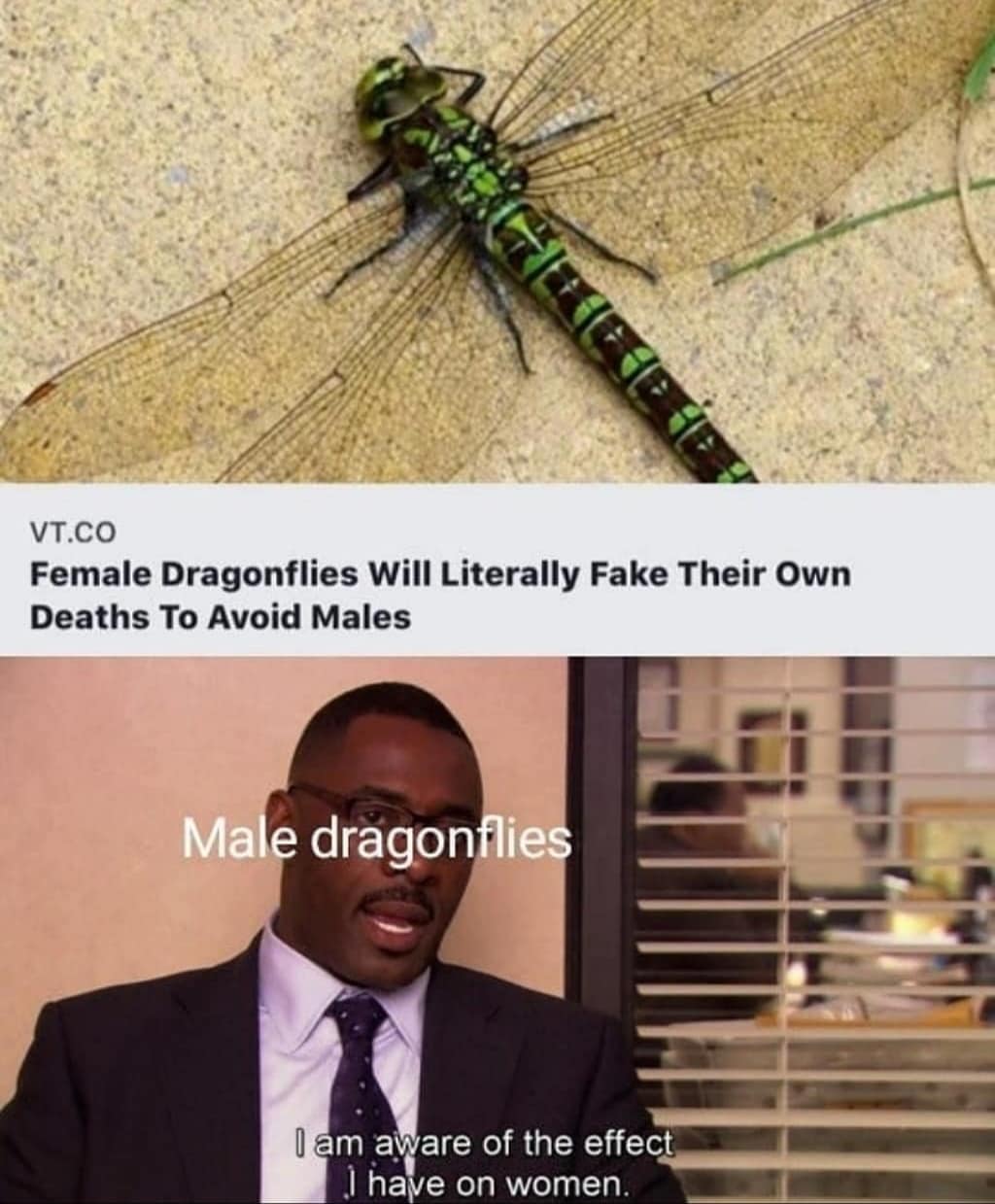dragonfly memes - Vt.Co Female Dragonflies Will Literally Fake Their Own Deaths To Avoid Males Male dragonflies I am aware of the effect I have on women.
