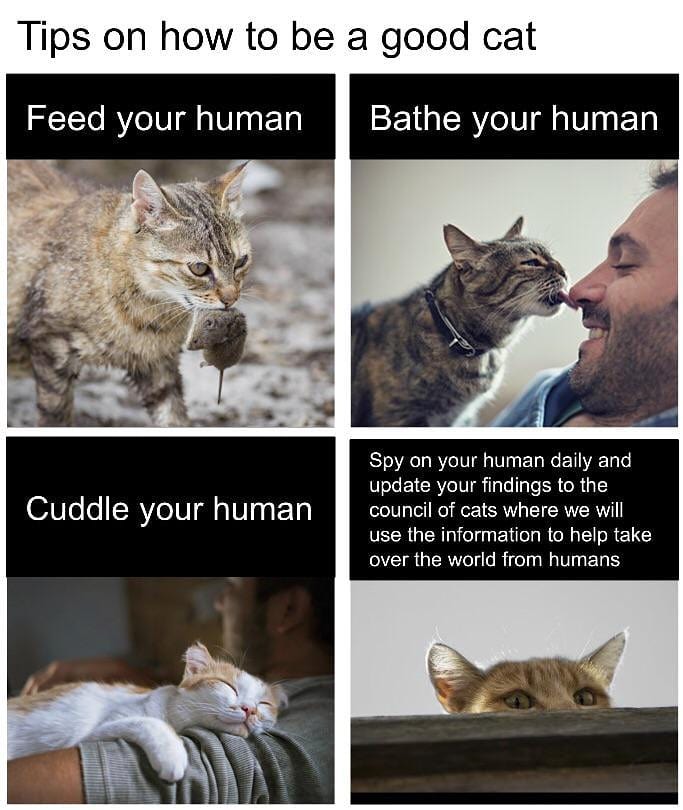 Internet meme - Tips on how to be a good cat Feed your human Bathe your human Cuddle your human Spy on your human daily and update your findings to the council of cats where we will use the information to help take over the world from humans