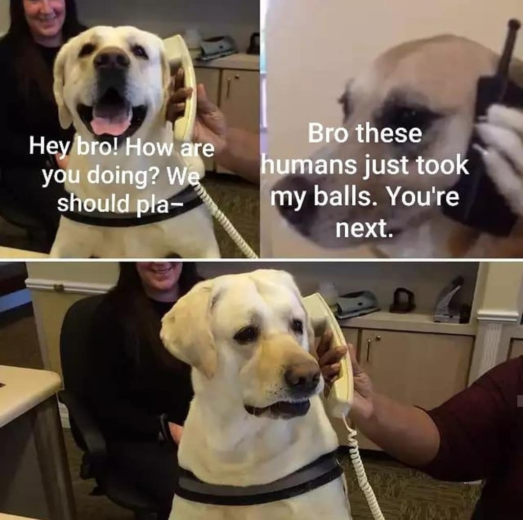 dog good boy meme - Hey bro! How are you doing? We should pla Bro these humans just took my balls. You're next. Celly